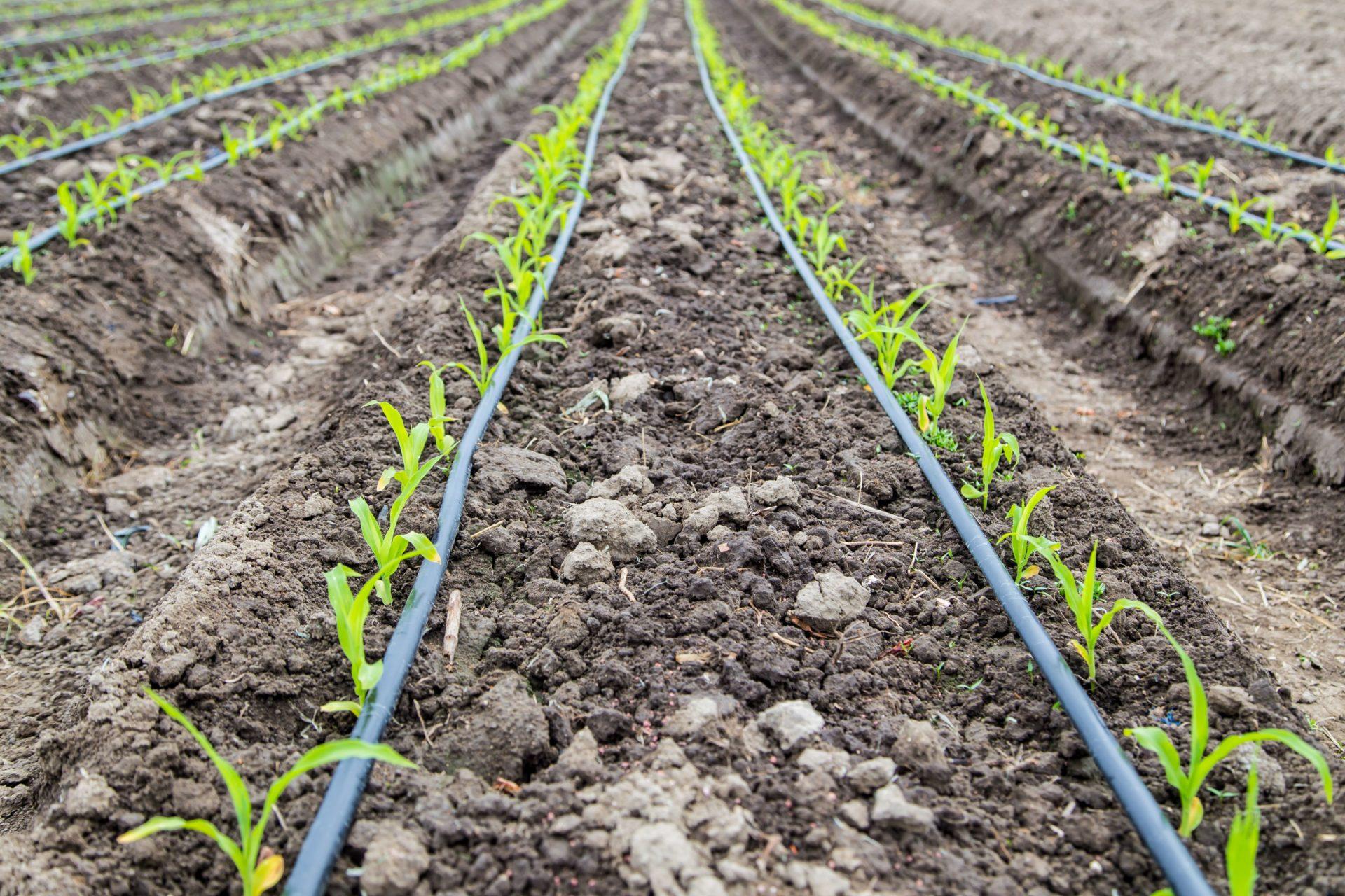 corn-field-with-drip-irrigation