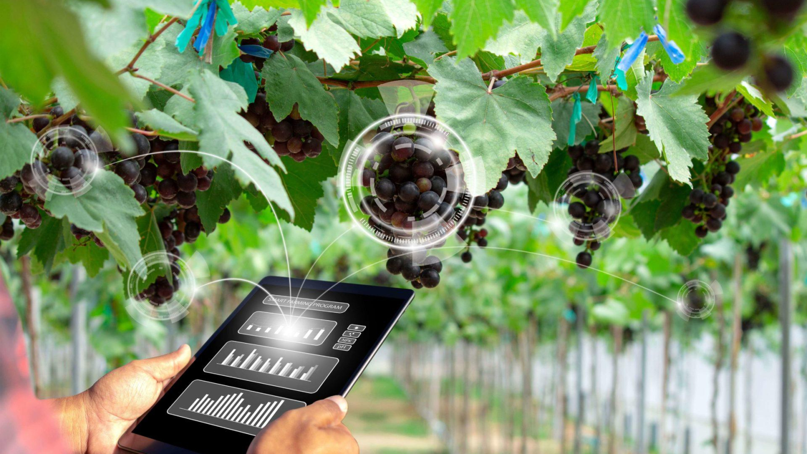farmer-using-tablet-management-analysis-inspection-condition-vineyards-with-ai