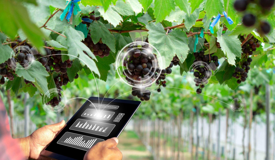 farmer-using-tablet-management-analysis-inspection-condition-vineyards-with-ai