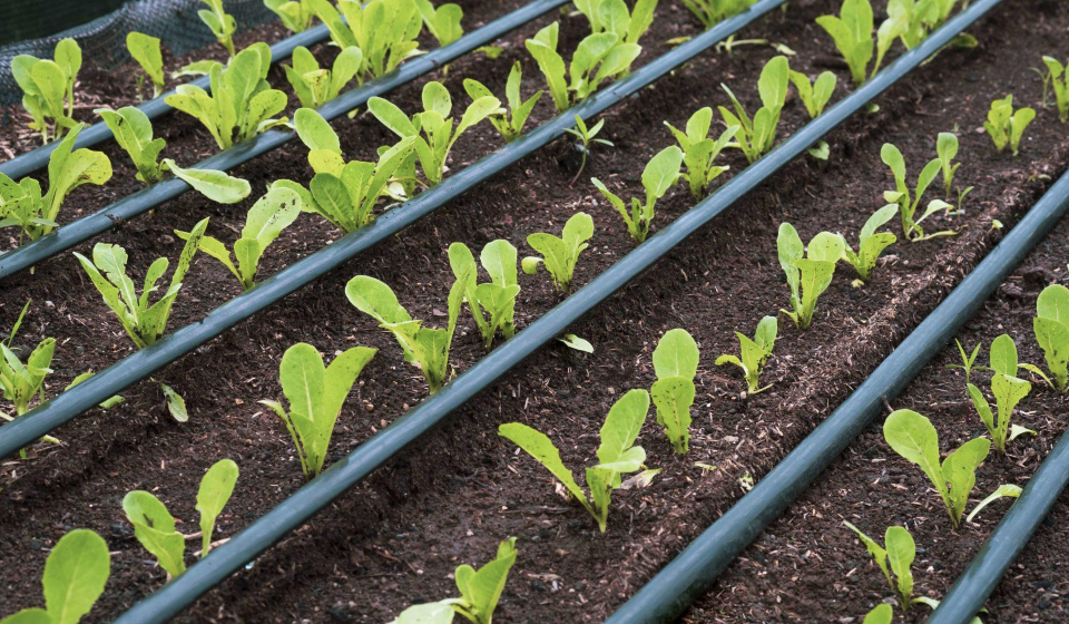 row-many-young-cos-lettuce-vegetables-with-drip-irrigation-system-organic-nursery-plot